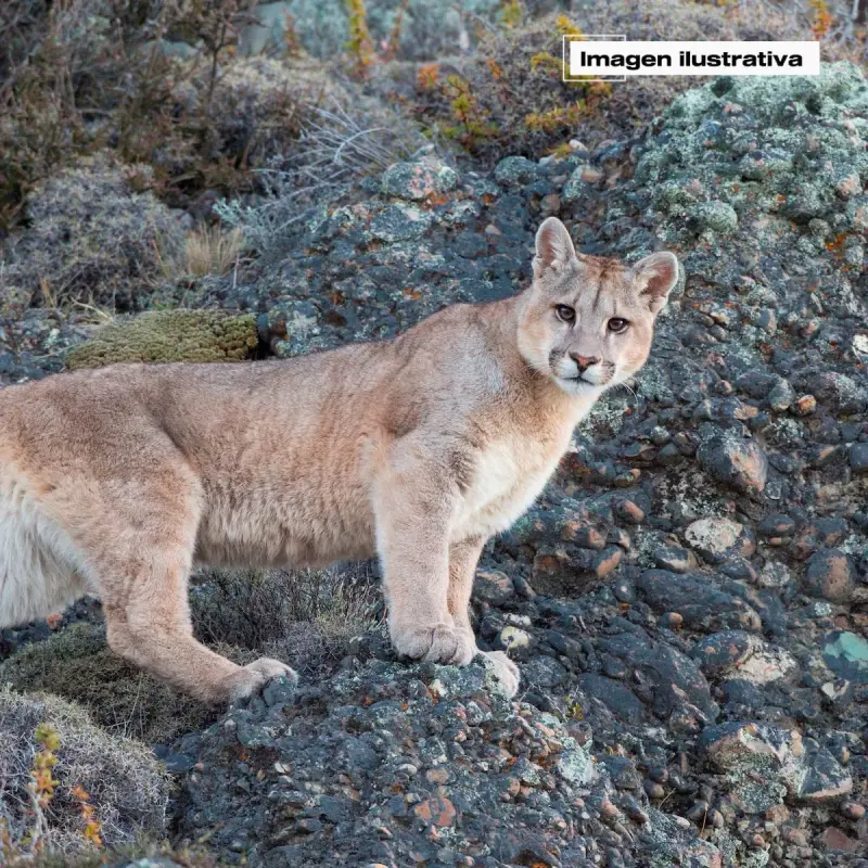 Puma en la Sierra sí, ataques al ganado no están confirmados: SEDEA