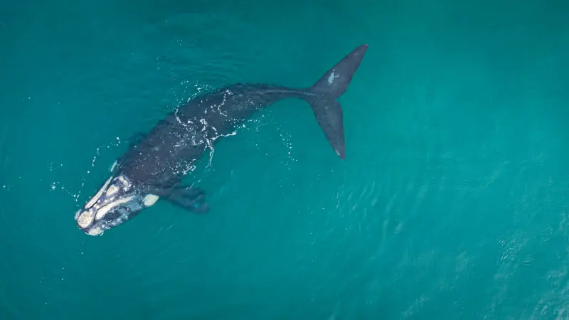 Ballenas en peligro registran su mejor temporada en 17 años