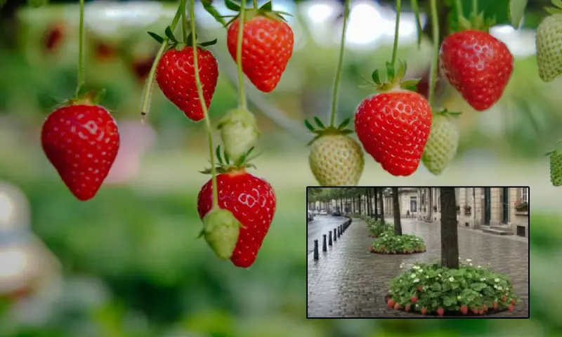 ¿Existe en Francia la ciudad donde se plantaron fresas en las bases de su árboles para convertirlos en alimentos gratuitos? Esto dice la IA