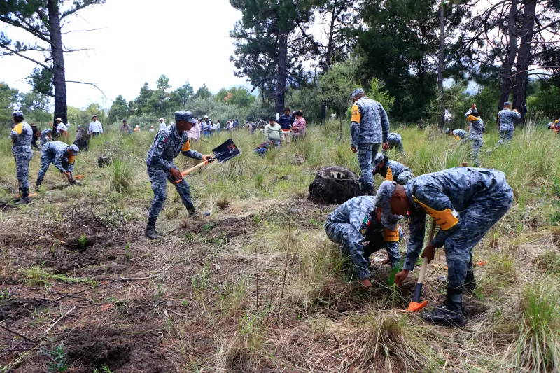 Arrancan en Puebla megajornada de reforestación con 6 millones de plantas para el país