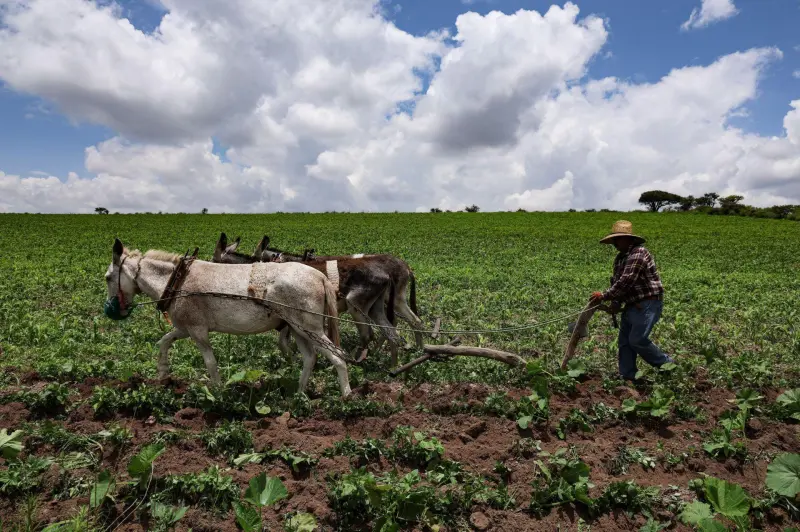 ‘El Niño’ genera incertidumbre en agricultores de la Región Sureste; granizadas dejarían pérdidas millonarias