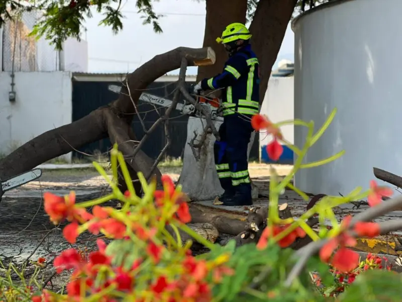 Retiran 4 mil árboles en el municipio de Querétaro por enfermedad, riesgo o caída durante lluvias