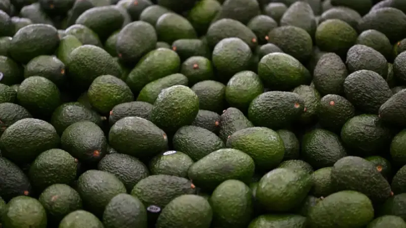 Sheinbaum anuncia plan para reactivar las exportaciones de aguacate de Michoacán a EU