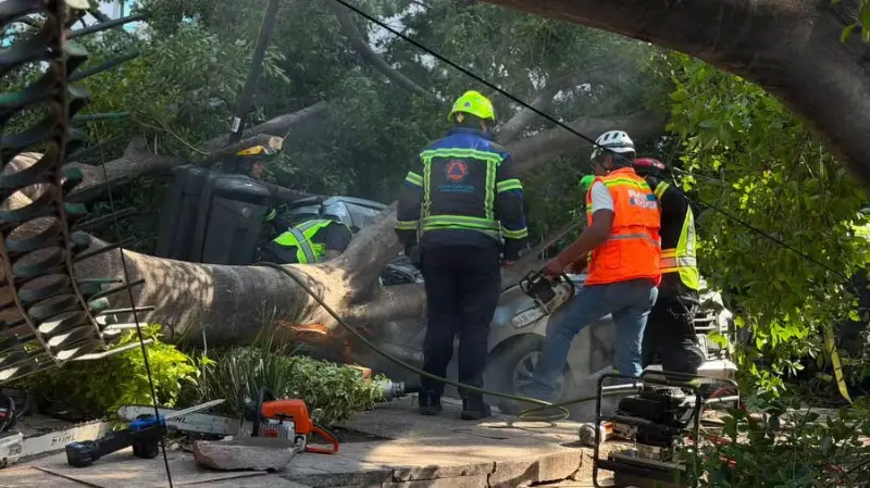 Descartan negligencia municipal por caída de árbol