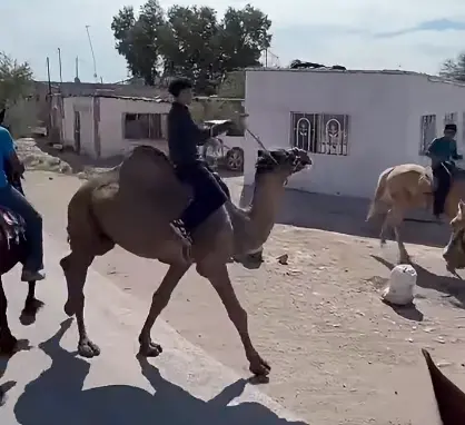 Camello de Finisterre reaparece tras clausura de Profepa... y ya tiene corrido en Fco I. Madero, Coahuila