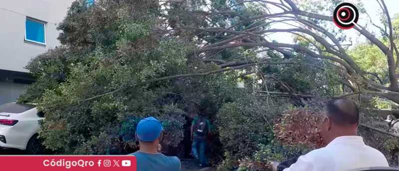 Cae un árbol de la Alameda Hidalgo sobre avenida Corregidora