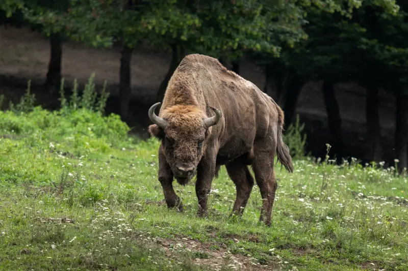 México recupera una especie desaparecida hace más de 100 años: reintrodujo 47 bisontes en una reserva de Coahuila y su regreso ya ayuda a recuperar el ecosistema