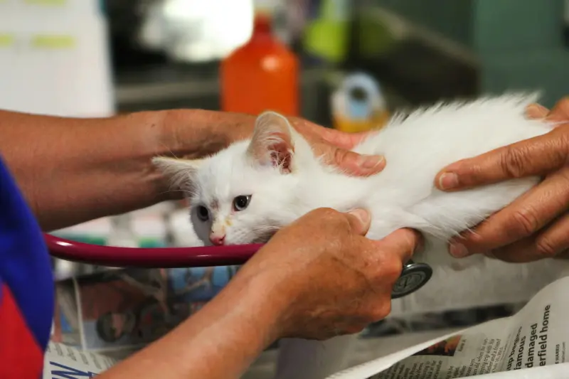 Ofrecen servicios veterinarios de bajo costo durante una semana en Saltillo