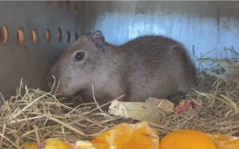Llega nueva CAPIBARA al Centro Ecológico de Sonora