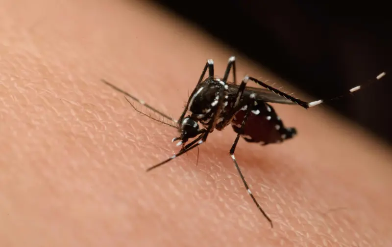 Reportan primera víctima mortal del Virus del Nilo en 2026