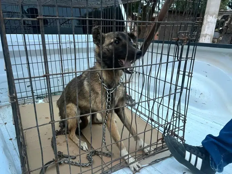 Rescatan a dos perros con signos de desnutrición tras denuncia en Ensenada
