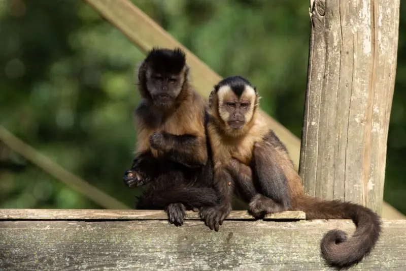 La brecha evolutiva se reduce: el sofisticado uso de herramientas en primates