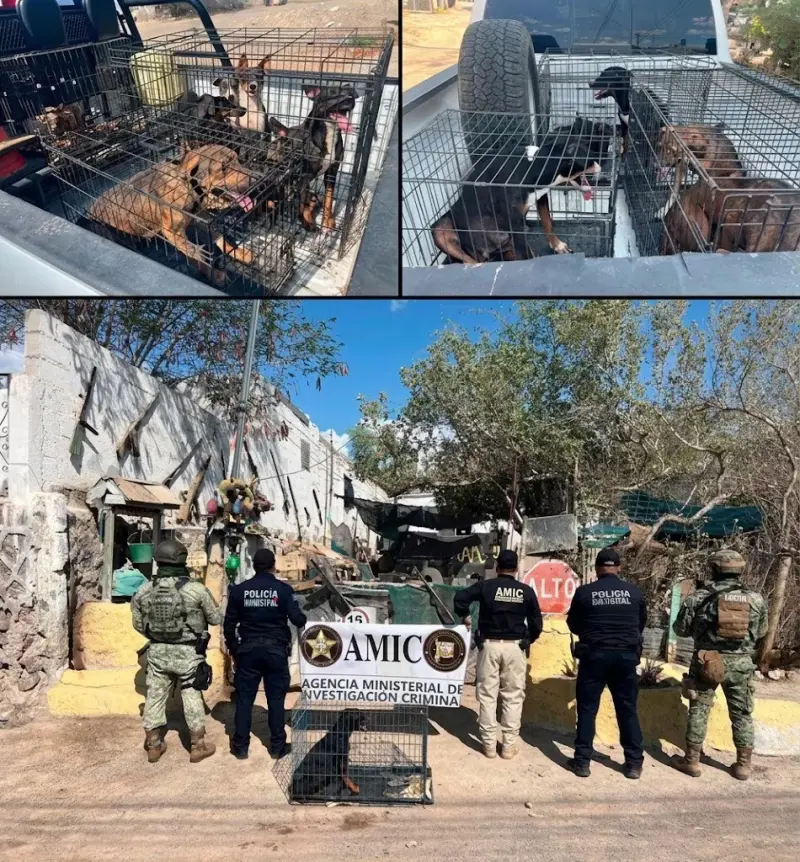 Rescatan a 18 perros durante cateo por maltrato animal en Sonoyta