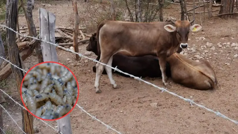 Sinaloa refuerza vigilancia tras detectar 22 casos de gusano barrenador