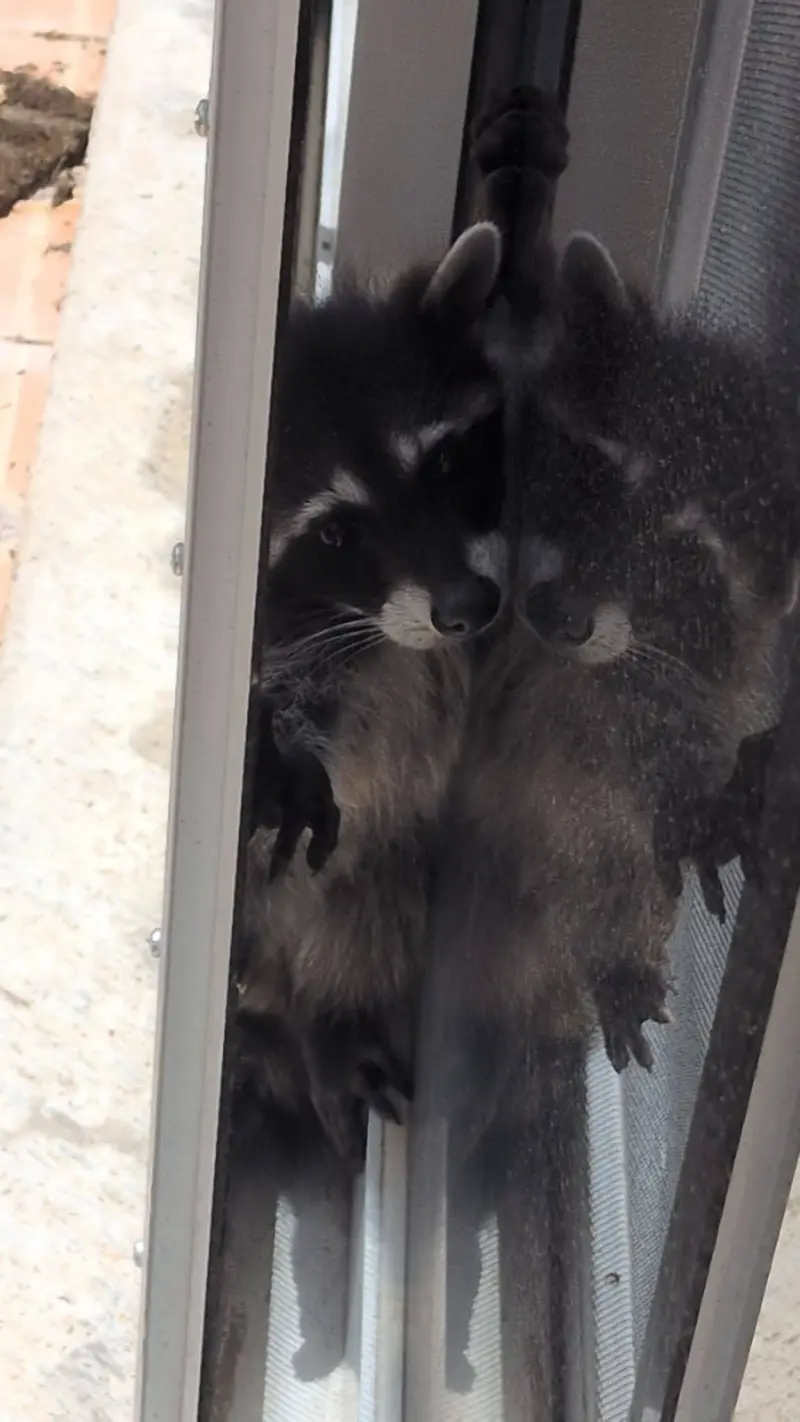 Rescatan a cría de mapache que quedó atrapada en una puerta jardinera de un domicilio en Tequisquiapan