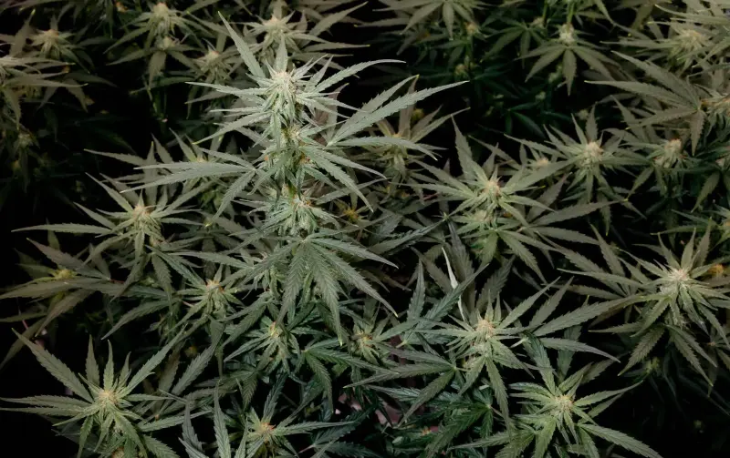 A medida que más estadounidenses recurren al cannabis, aumenta el consumo problemático