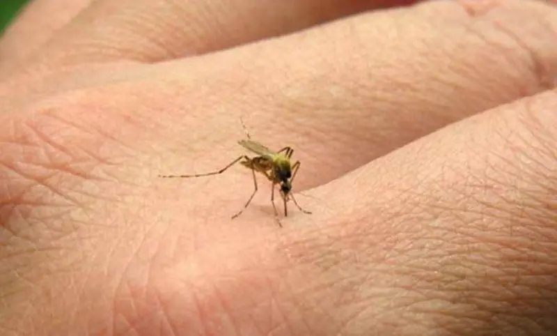 Refuerzan brigadas contra la proliferación del Dengue 