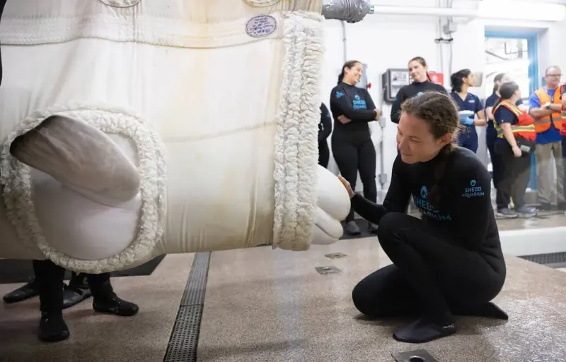 Muere Peekachu, la ballena beluga rescatada de un parque marino de Canadá