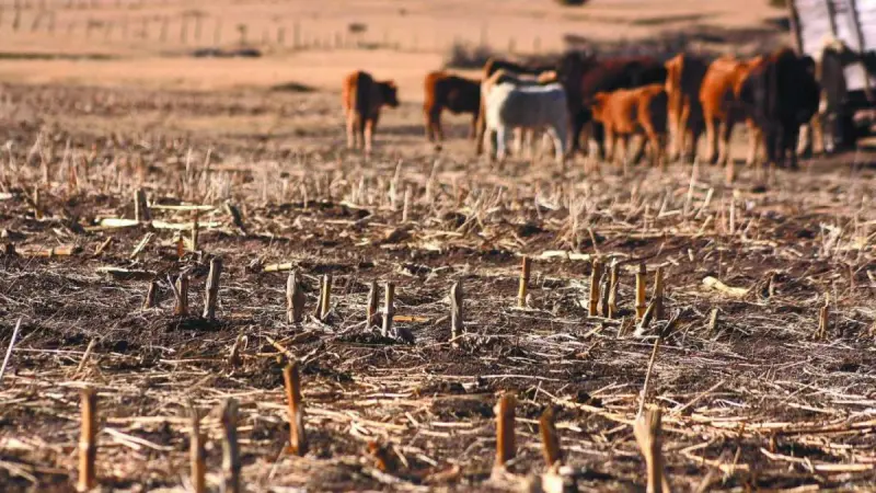 El Salvador declara alerta roja por sequía extrema asociada a El Niño