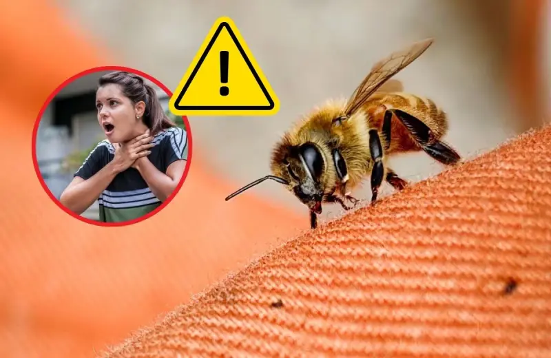 Picadura de abeja: qué hacer en el momento y cuándo buscar ayuda médica