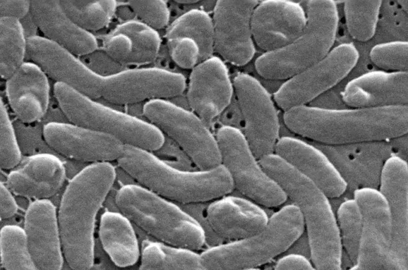 Vibrio vulnificus, la ‘bacteria come carne’ que en aguas costeras de EU ha causado la muerte de 7 personas este verano
