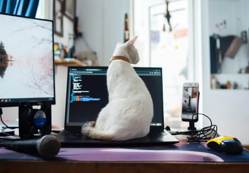 Día Internacional del Gato: ¿Qué historia hay detrás del 8 de agosto?