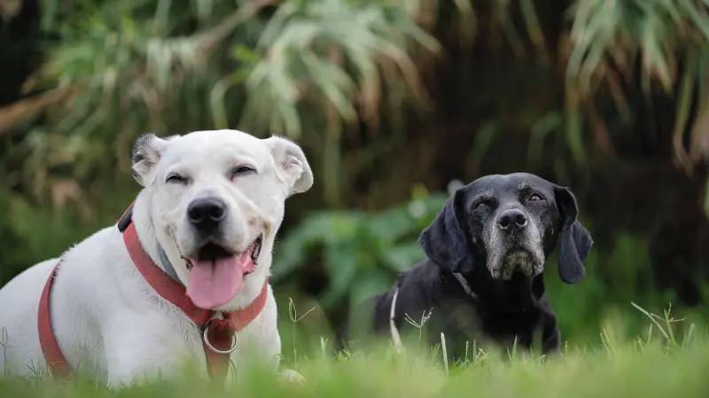 ¿Cuántos años tiene realmente tu perro? Así puedes calcular su edad
