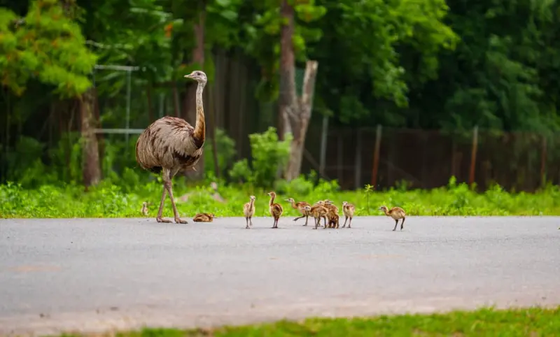 Nacen más de 30 crías de ñandú en Six Flags Wild Safari