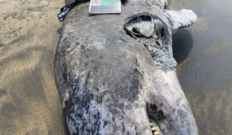 Hallan delfín muerto en playa de Coatzacoalcos