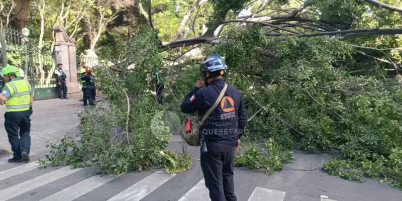 Fallece un hombre y una menor resulta herida tras colapso de un árbol en la Avenida Corregidora
