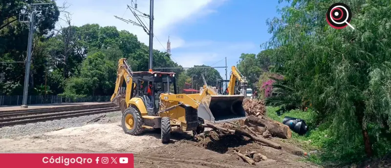 Acusan incumplimiento por tala en obras del tren México-Querétaro