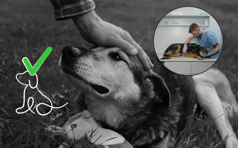 A qué edad un perro comienza a necesitar cuidados de mayor y qué cambios hacer en su ejercicio, peso y rutina para proteger su calidad de vida