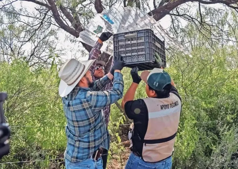 Mosca estéril, aliada contra el gusano barrenador: UACh
