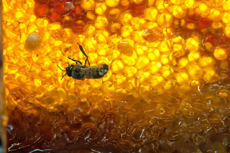 México produce 60 mil toneladas de miel en 2025 y suma 53 mil productores