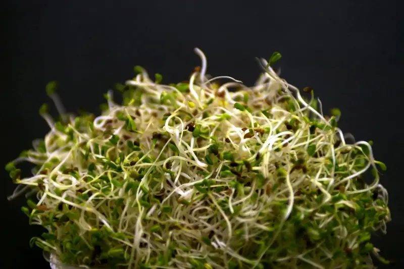 La FDA afirma que los brotes de alfalfa están relacionados con enfermedades en 15 estados.