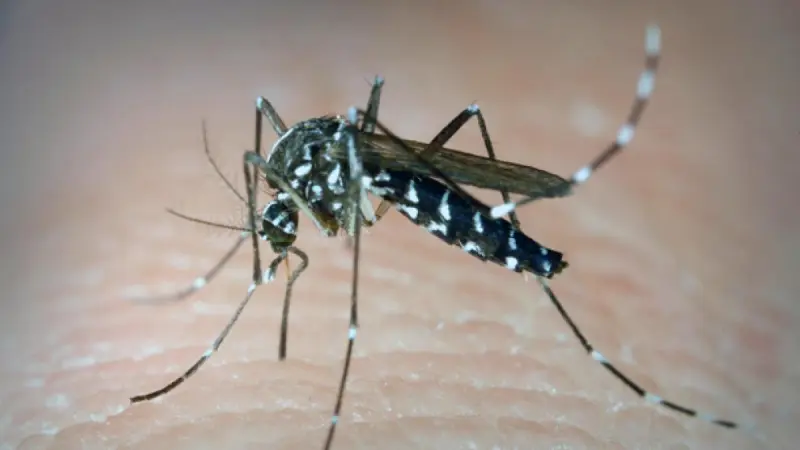 Día internacional contra el dengue: qué es, cómo se contagia y cómo prevenirlo