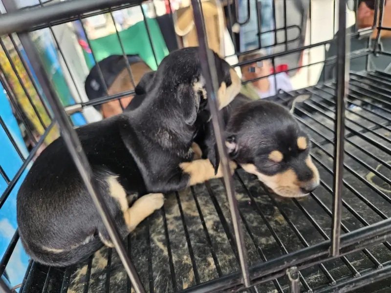 Buscan castigar con cárcel la incitación al maltrato animal en SLP