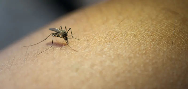 Alerta en Virginia: detectan primer caso de dengue adquirido localmente en la historia del estado