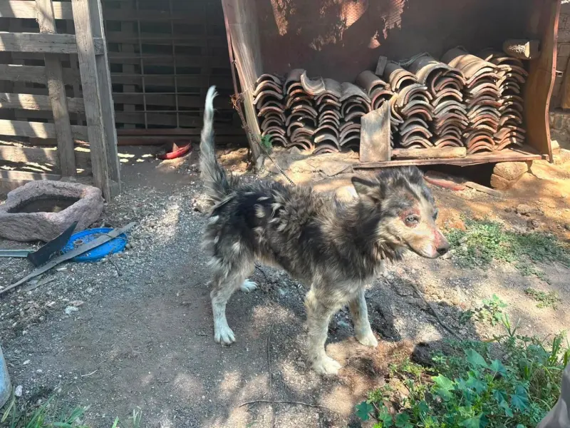 Rescatan a tres perritos por presunto maltrato animal en El Marqués; estaban sin agua ni alimento
