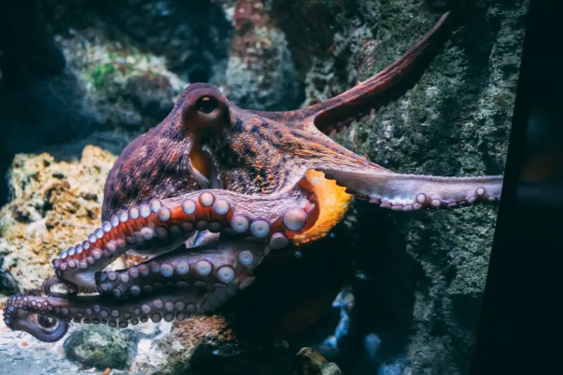 Las Islas Canarias se iban a convertir en el primer lugar del mundo con una "granja" de pulpos. Pero llegaron los ecologistas