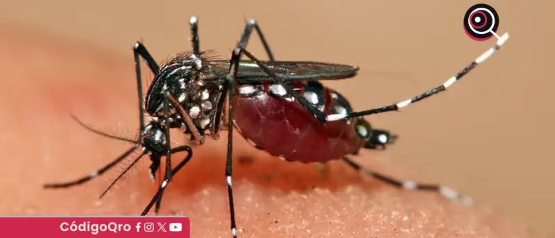 Reportan un caso de dengue en el municipio de Querétaro