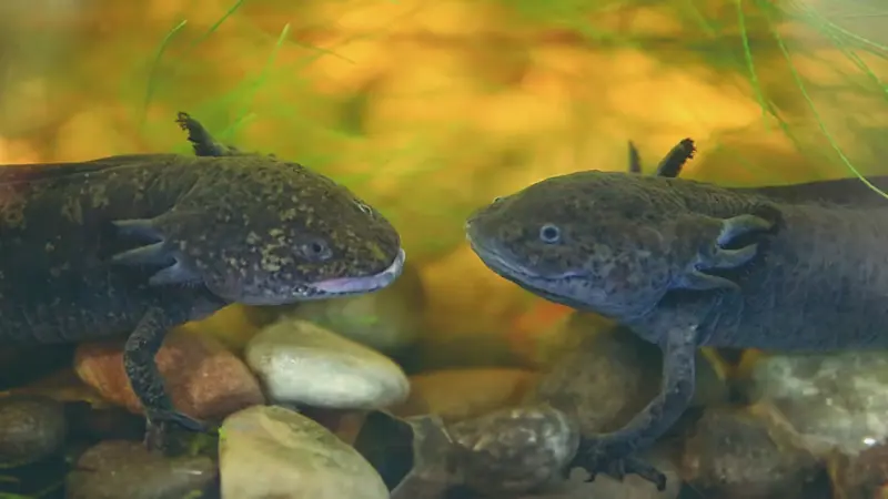 El ajolote, la especie que solo sobrevive de forma natural en México, tendrá un nuevo santuario en Xochimilco donde científicos buscarán demostrar que recuperar su hábitat puede ser la mejor oportunidad para evitar su desaparición