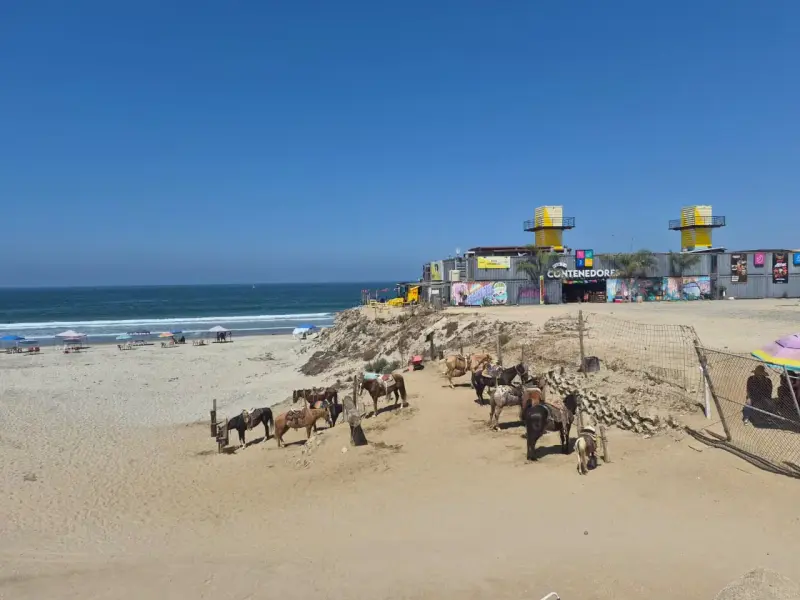 Denuncian maltrato animal tras muerte de caballo en Playa Hermosa