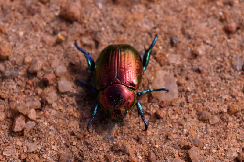 EE.UU. soltó 88 insectos para combatir una plaga. Casi 40 años después, sus descendientes siguen haciendo el trabajo