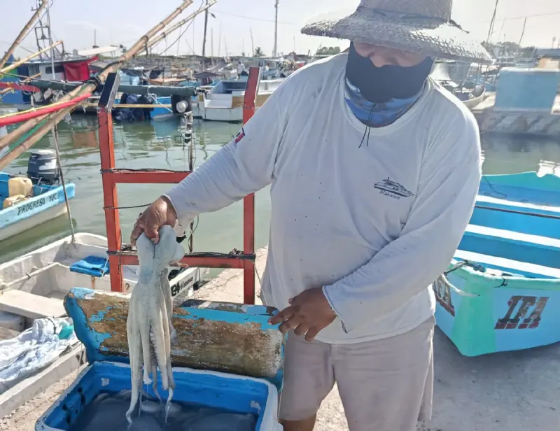 Temporada de pulpo: Aún no se define cuánto se pagará por kilo ni la cuota límite de captura