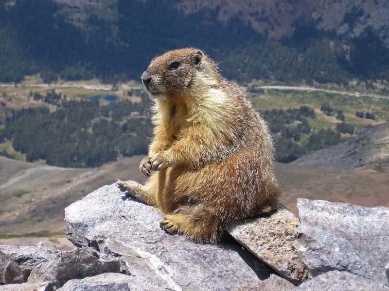 Trump y los recortes a la ciencia dejan una insólita consecuencia: unas marmotas buscan financiación online