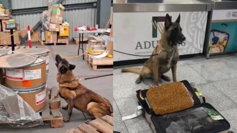 ¡Así los descubrieron! Perro detecta 245 kilos de metanfetamina y hoja de coca en el AICM
