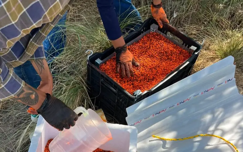 Liberan 1.7 millones de moscas estériles en Samalayuca contra gusano barrenador