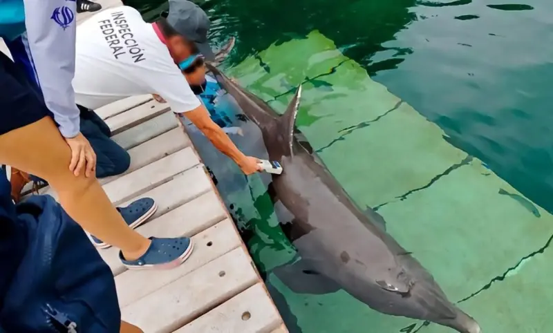 Arrecian presión por 9 delfines de Ventura Park con más de 43 mil firmas en QRoo