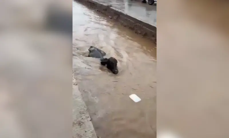 Queda atrapado becerrito en canal pluvial durante lluvias en Acapulco